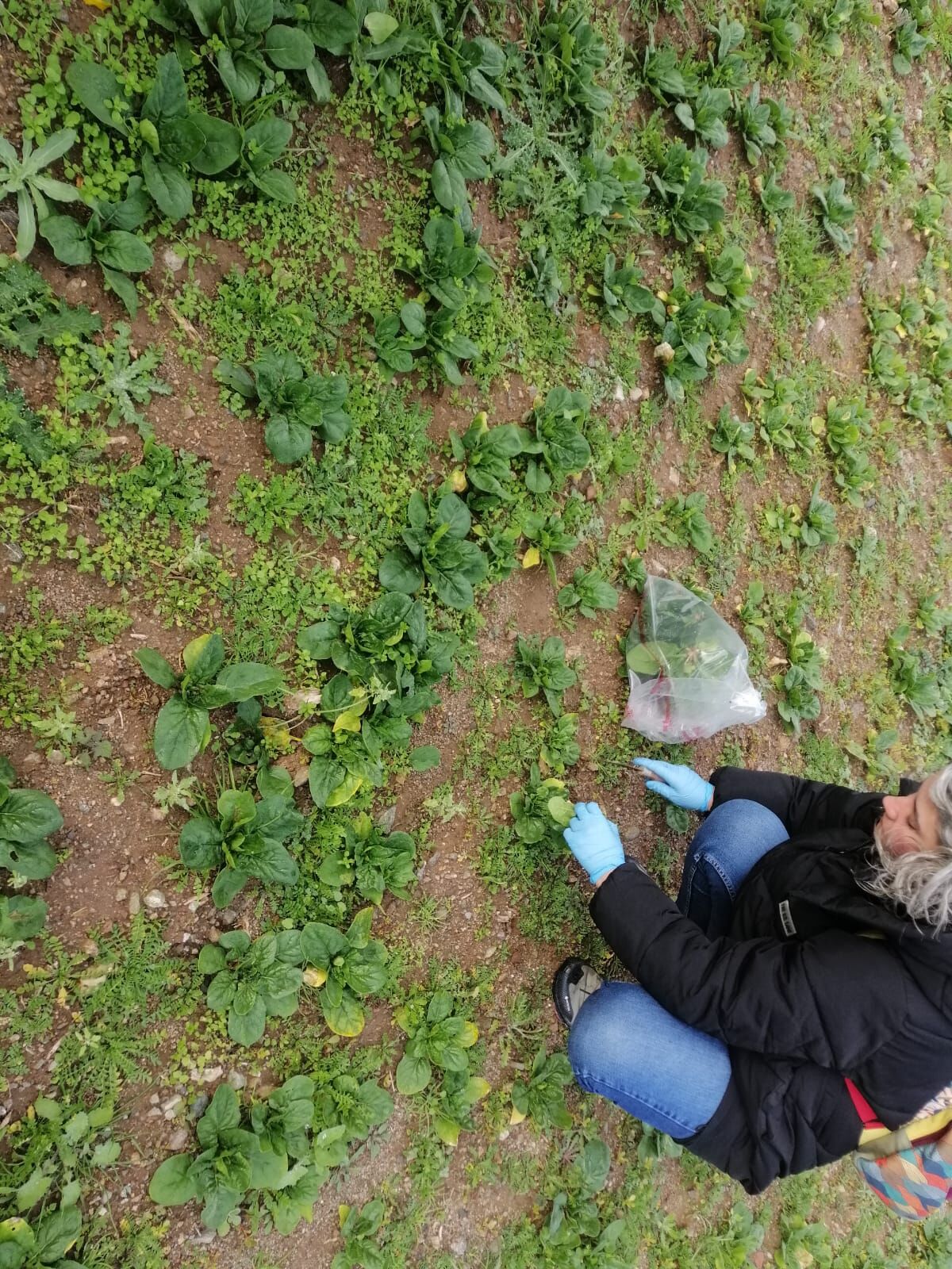 Organik üretime yakın takip: Eskişehir’de numune sonuçları güven verdi