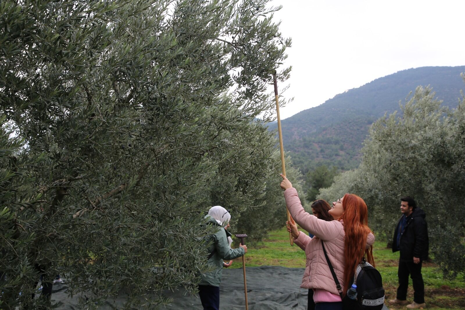 Gençler zeytinin üretim sürecini yerinde gözlemledi