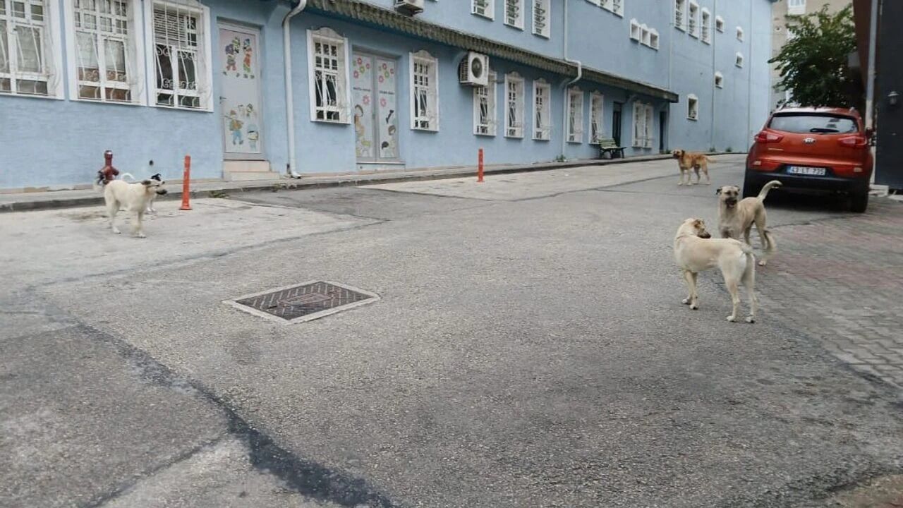 Eskişehir’de başıboş köpekler caddeleri felç etti