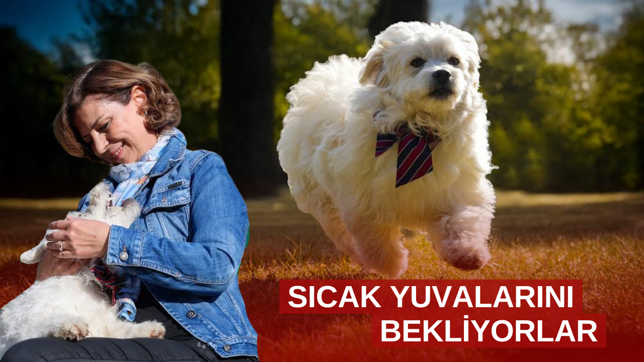 Başkanı Ünlüce barınaktan köpek sahiplendi