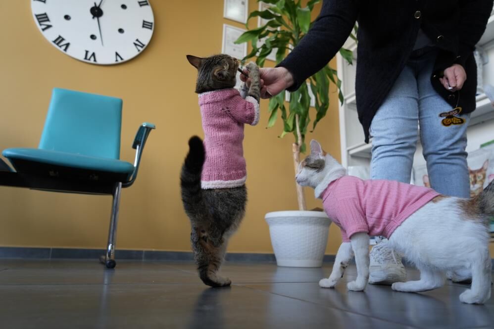 Üç bacaklı kedi sosyal medyada ilgi odağı oldu
