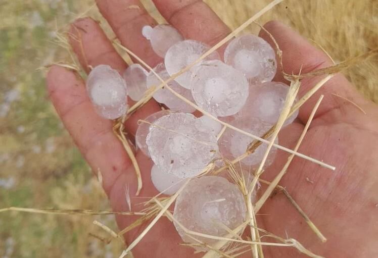Doludan hububat ekili araziler zarar gördü