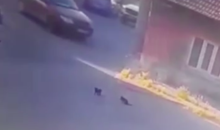 Otomobilin altında kalan yavru kediler öldü