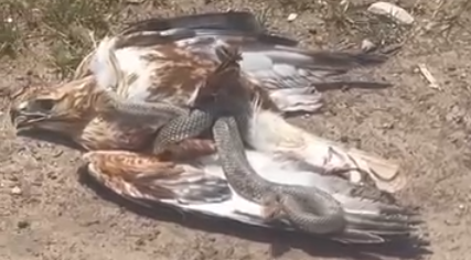 Talihsiz kartal, yılanın avı oldu