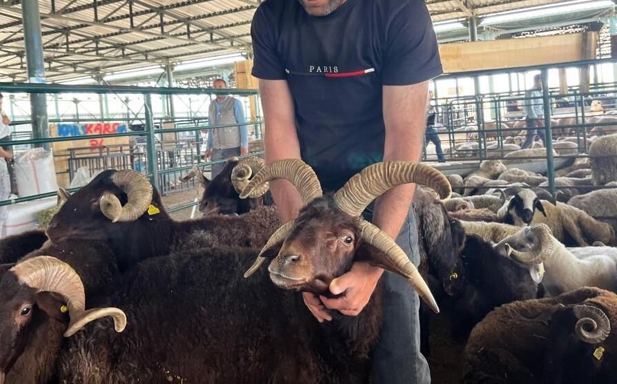 Pazarın gözdesi 4 boynuzlu koç