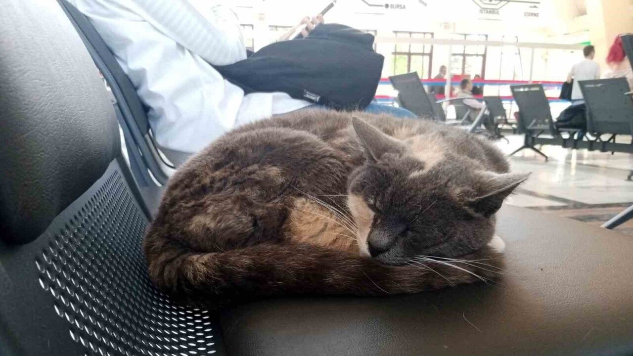 Sokak gürültüsünden kaçan kedi sessiz gar ortamında uykusunu aldı