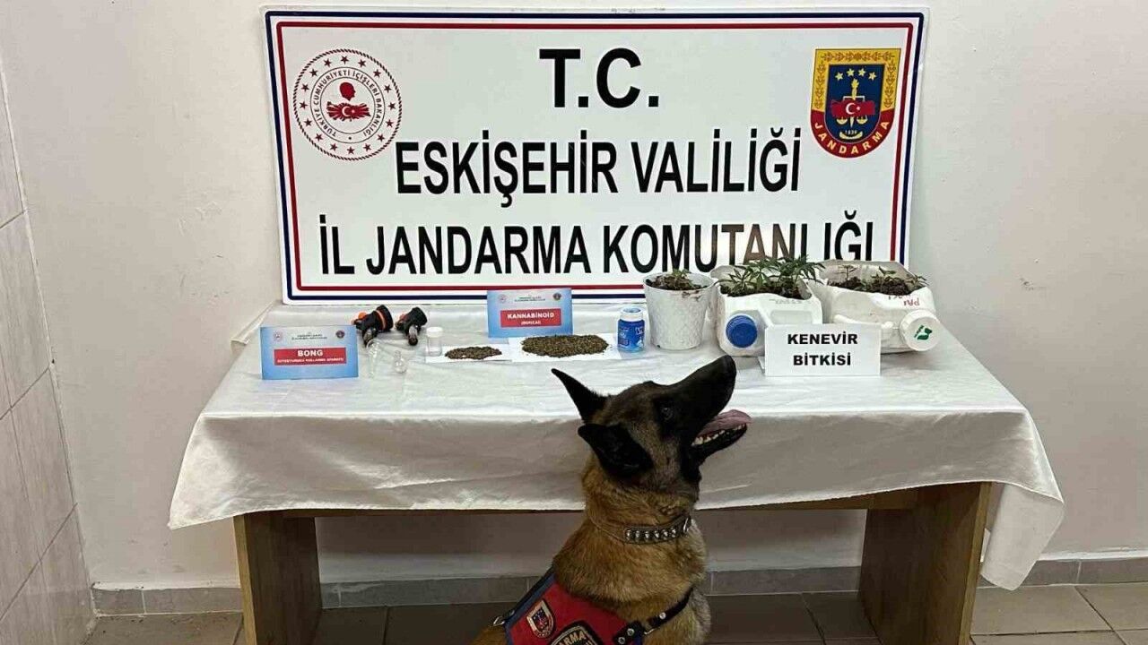Kenevir yetiştirip uyuşturucu satan şahıslar jandarma tarafından yakalandı