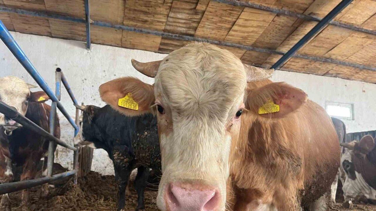 Büyükbaş kurbanlıkta geçen yılın tavan fiyatı bu yıl taban fiyat oldu