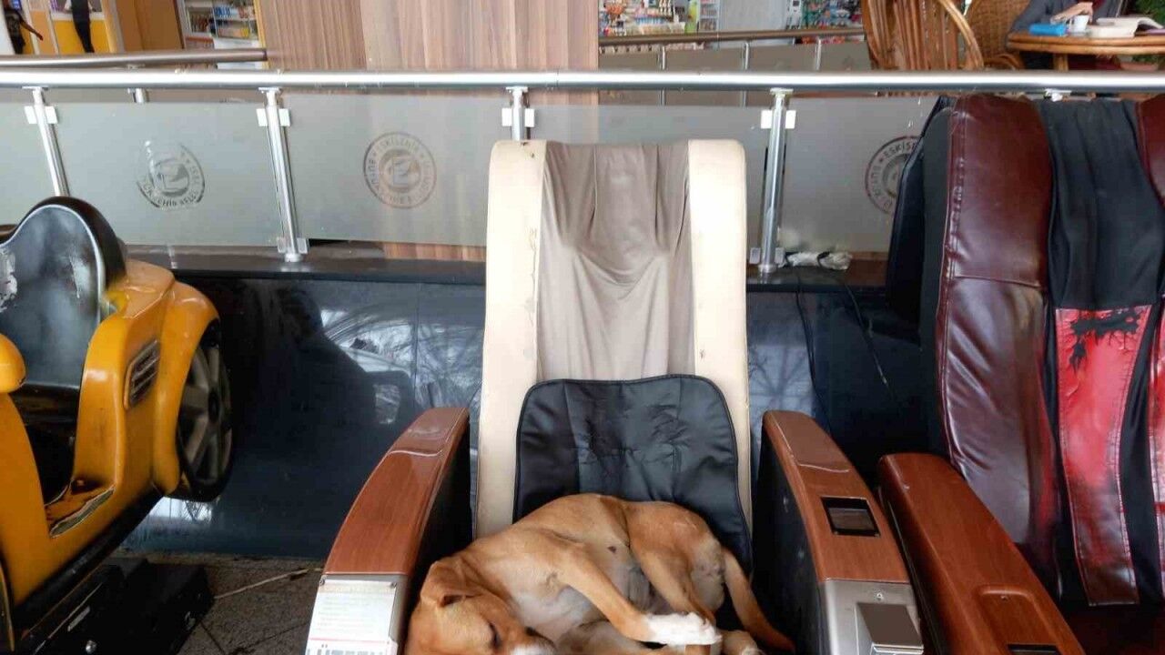 Eskişehir Şehirlerarası Otobüs Terminali’ndeki sevimli köpek vatandaşların ilgi odağı oldu
