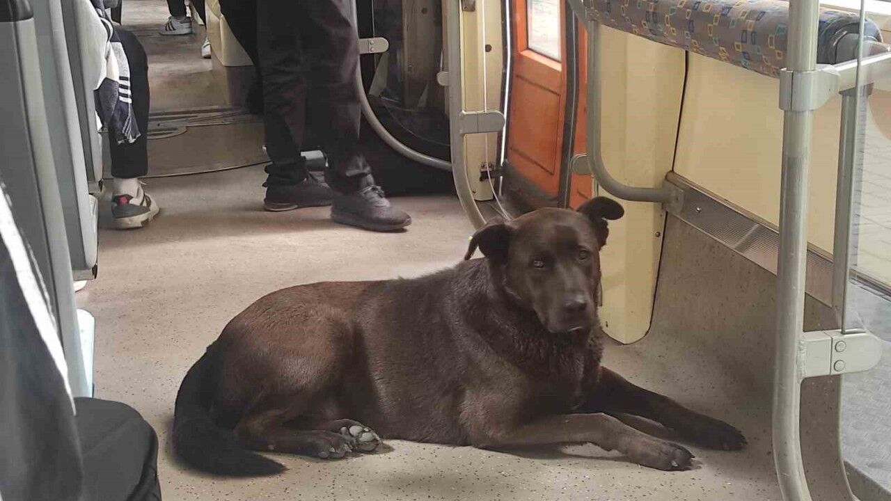 Köpeğin tramvayla seyahati ilgi çekti