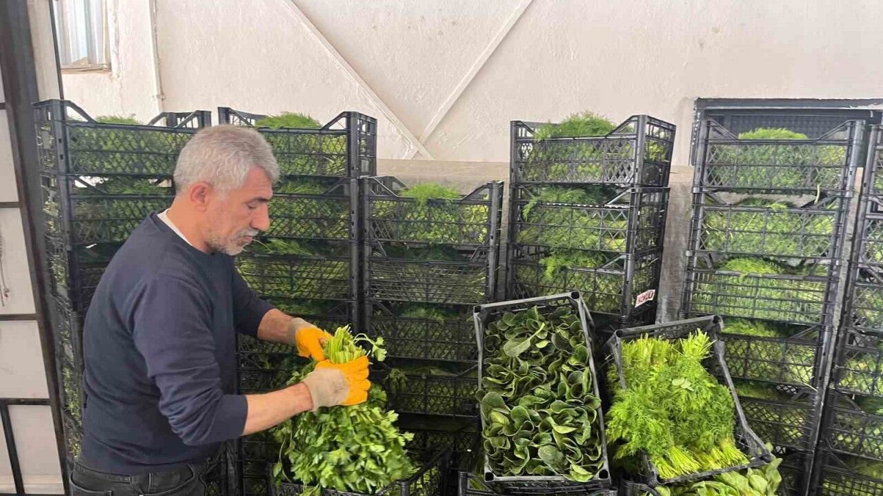 Enflasyonda düşüşe ’yeşillik’ desteği