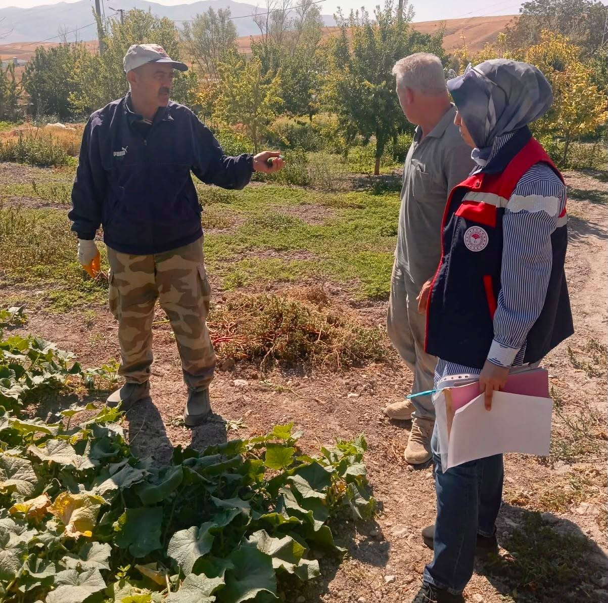 Turşuluk salatalık üretim alanlarında tarım ilacı kontrolleri sürüyor