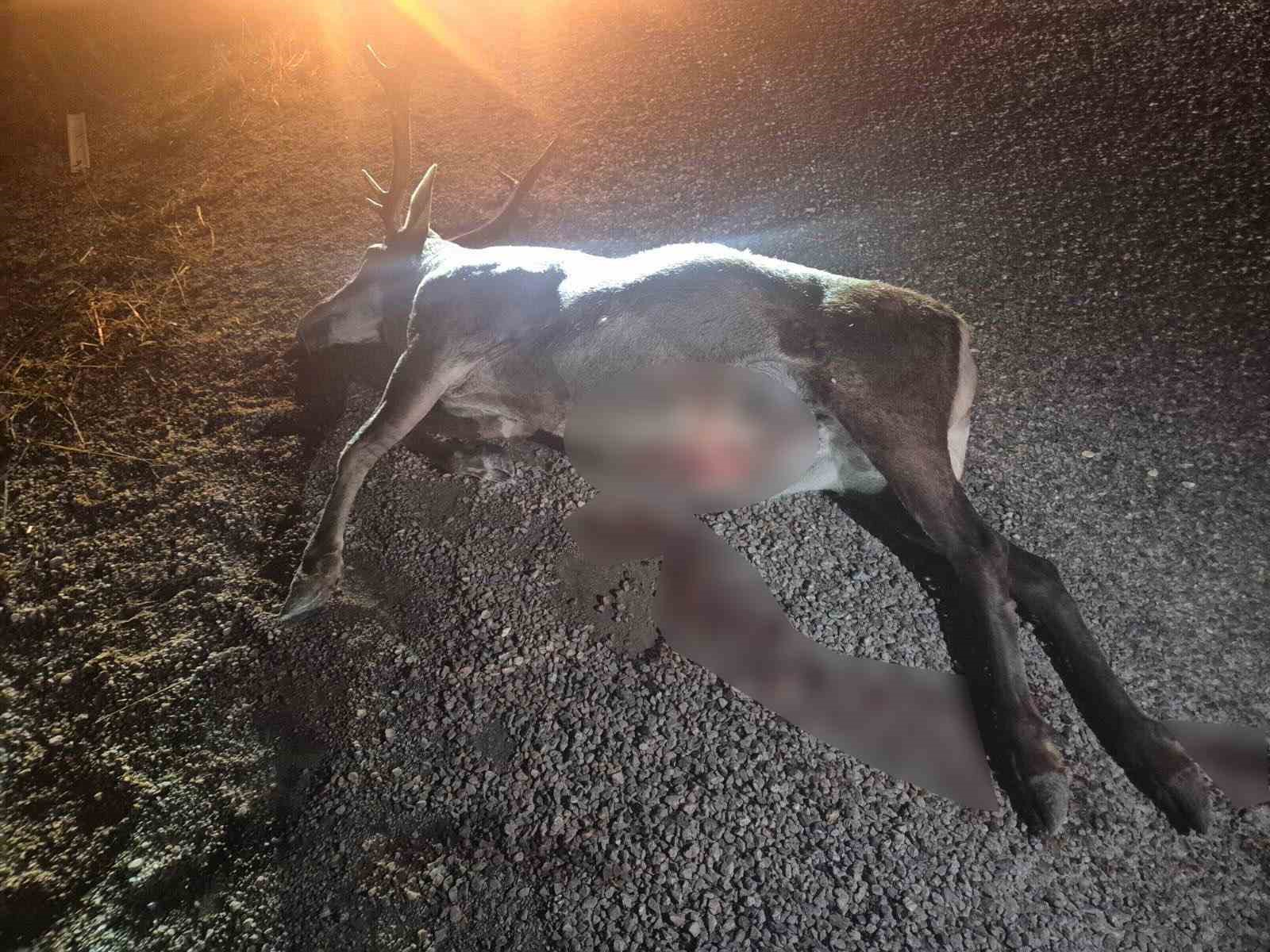Bilecik’te otomobilin çarptığı geyik telef oldu