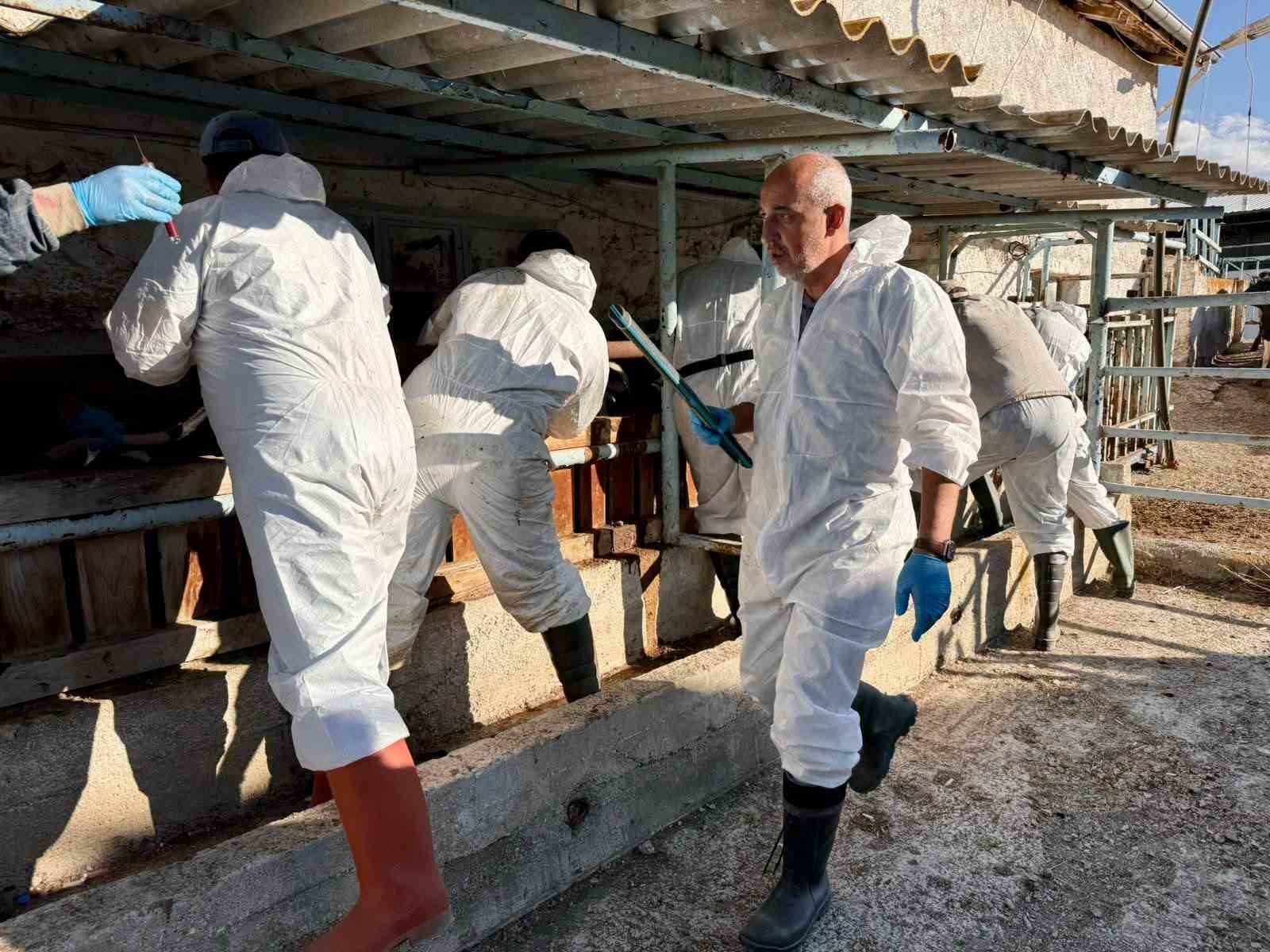 İthal büyükbaş hayvanların sağlık kontrolleri yapıldı