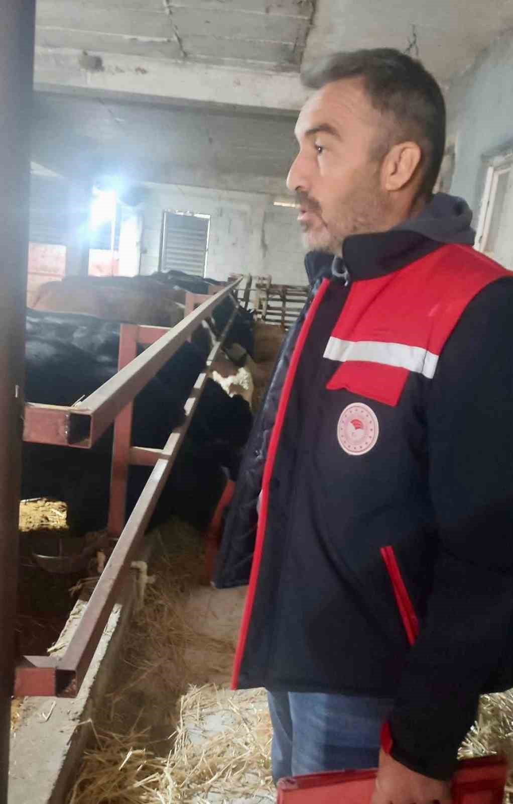 İthal hayvanların bulunduğu işletmelerde kontroller sürüyor