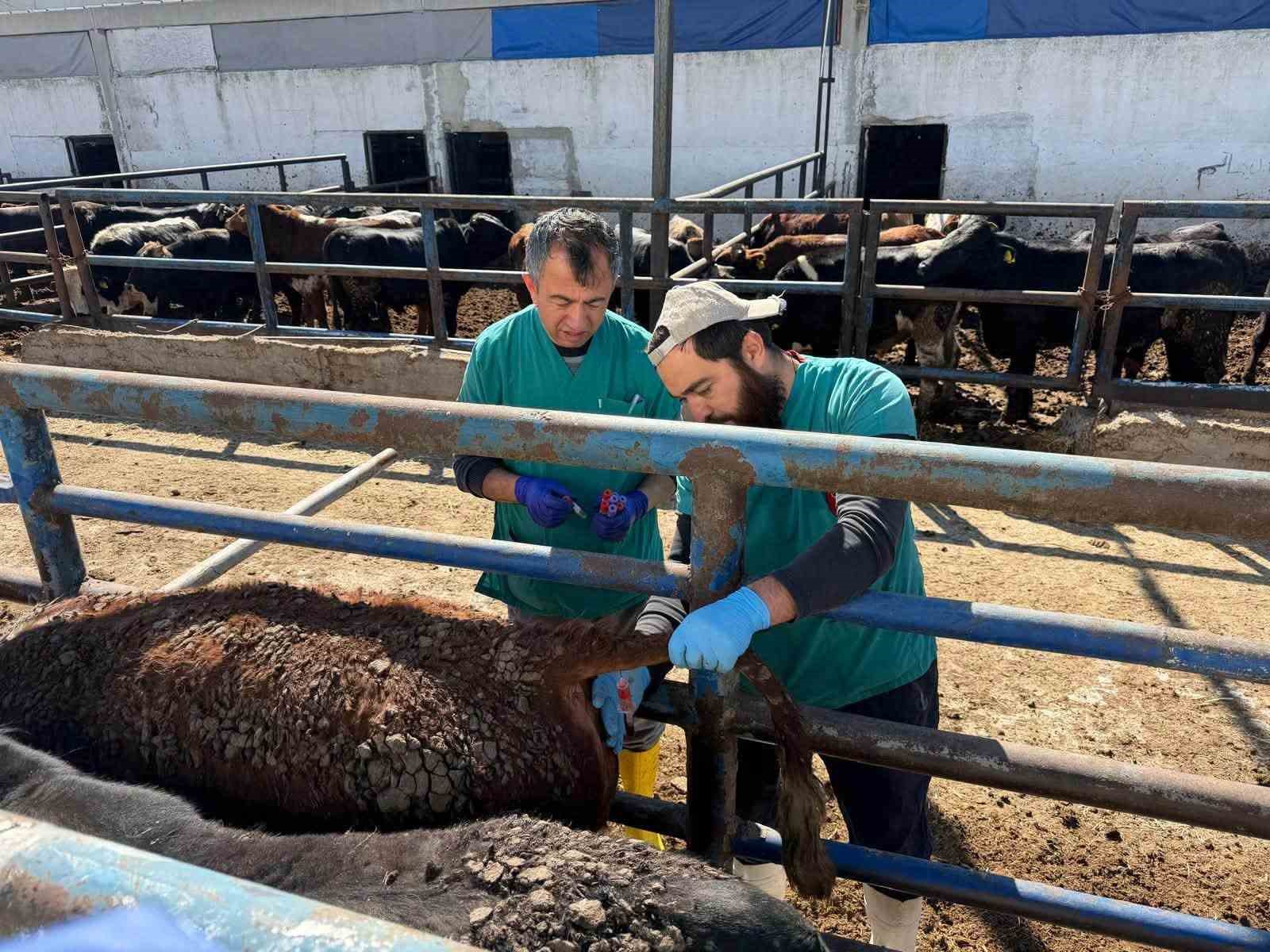 Kütahya’ya Uruguay’dan getirilen sığırlara sağlık kontrolü
