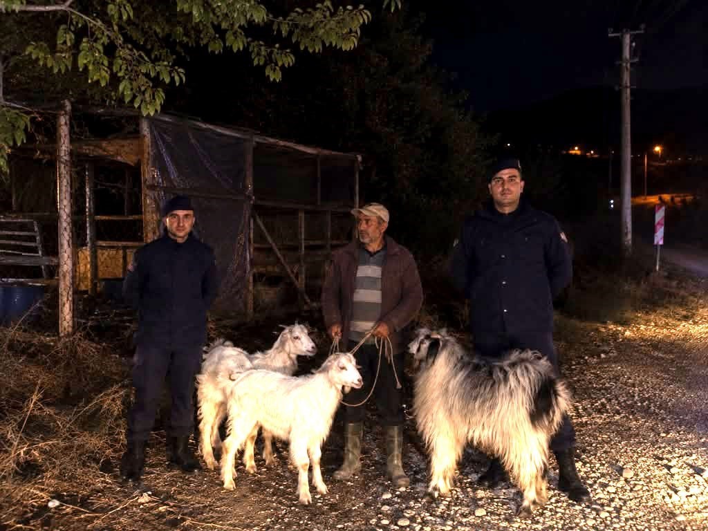 Bilecik’te kaybolan 5 küçükbaş hayvan bulundu