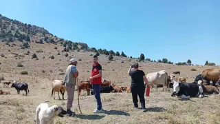 Yerli hayvan ırklarının korunması çalışmaları sürüyor