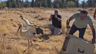 Ölen eşinin başında 5 gün boyunca bekleyen leylek tedavisinin ardından doğaya salındı