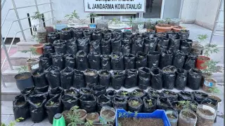 Jandarma saksılarda yetiştirilen 161 kök kenevir bitkisi ile esrar ele geçirdi