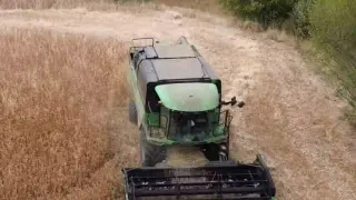 Tavşanlı’da aspir hasadı devam ediyor