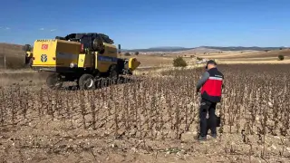 Aslanapa’da yüzde 75 hibeli ayçiçeğinde hasat kontrolleri