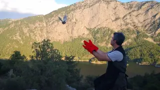 Şuhut’ta üretilen 200 çil keklik Burdur’da doğaya salındı