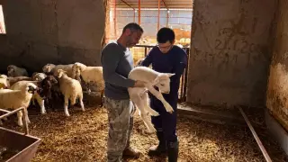Küçükbaş hayvanlara yönelik aşılama çalışmaları sürüyor