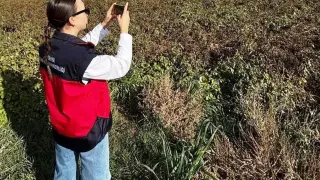 Altıntaş’ta referans parsel ve yem bitkileri kontrolleri yapıldı