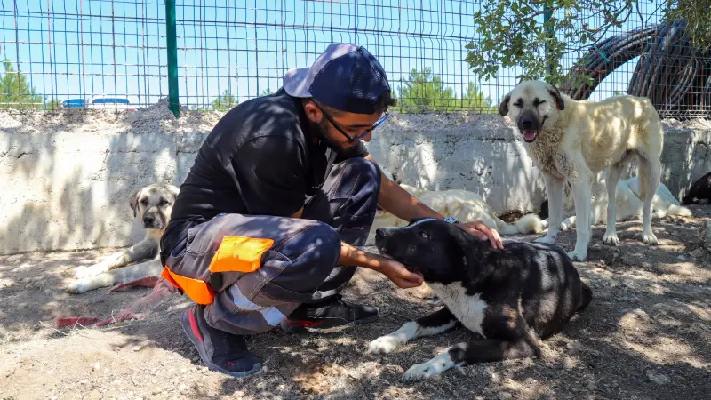 Eskişehir’de Sokak Hayvanlarına Dev Tesis: Kıravdan Doğal Yaşam Alanı Büyüyor