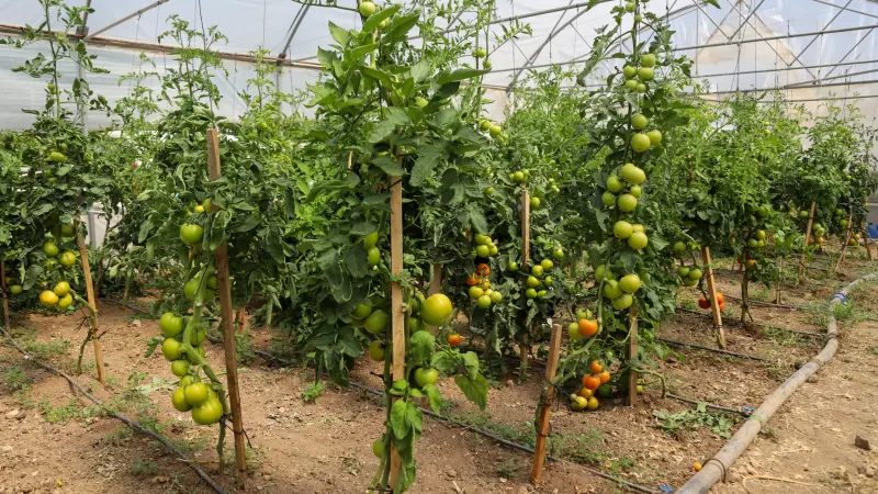ÇİDEM Seyitgazi'de Kapılarını Açıyor