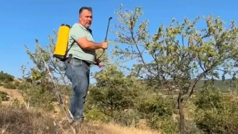 Tarla boş kalmasın diye diktiği badem ağaçlarından ilk kez verim aldı