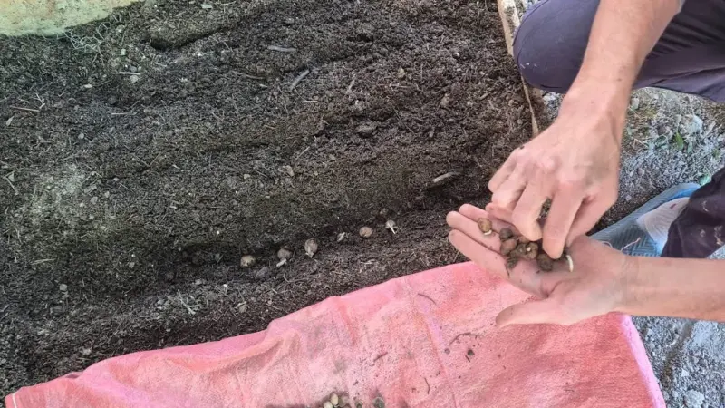Pazarlar’da salep üretim alanında ekim kontrolü