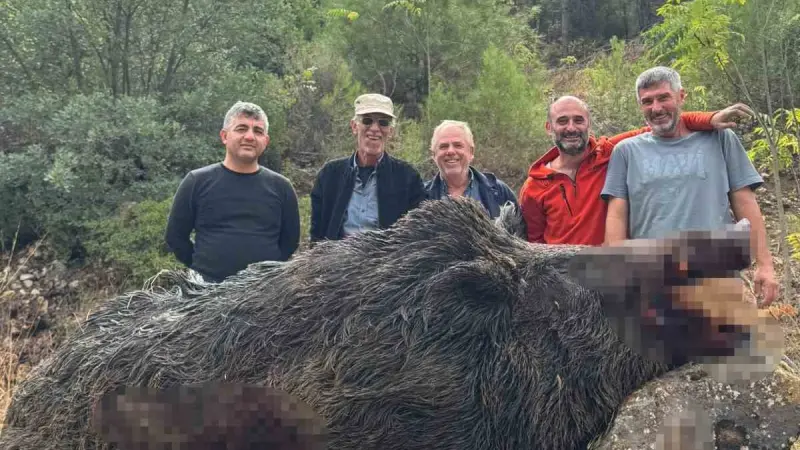 Bilecik’te mısırları talan eden 350 kiloluk dev domuz avcılar tarafından vuruldu