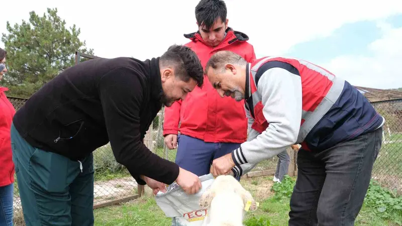 Kütahya’da sahipsiz hayvanlara mama desteği