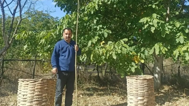 Emet’te ceviz hasadı başladı