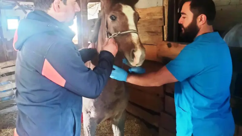 Kütahya’da Safkan Arap Taylarının tescil işlemleri yapıldı