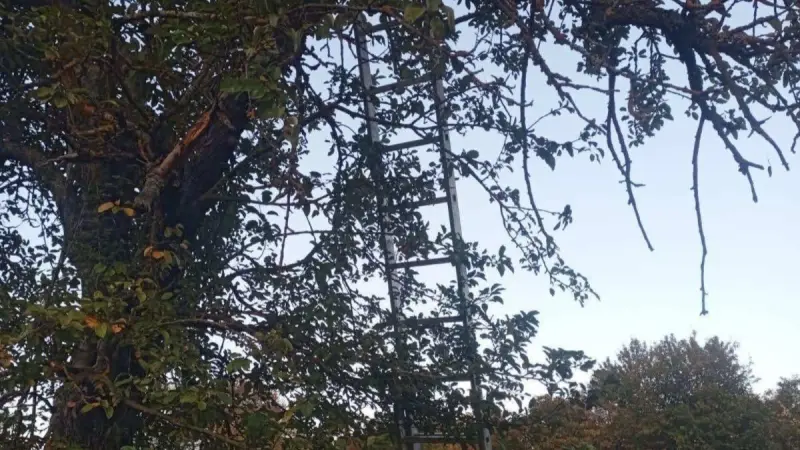 Bilecik’te ağaçtan düşen adam hayatını kaybetti
