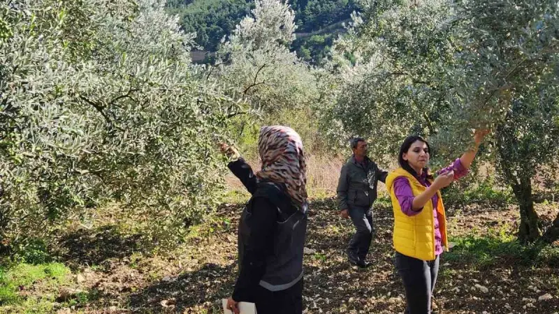 Bilecik’te zeytin ve zeytinyağı rekoltesi için saha çalışması