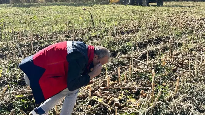 Simav’da ayçiçeği tarlalarında hasat kontrolleri yapıldı